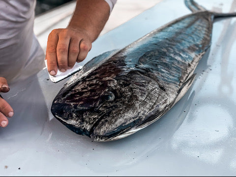 Gyotaku Fish Printing Supplies: The Complete Guide for Anglers