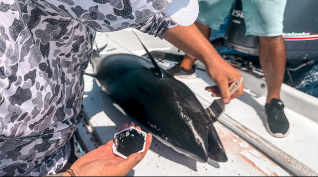 Person using Fishin Prints gyotaku fish printing kit to print a tuna on a boat – food-safe cuttlefish ink